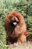 CHOW CHOW 062